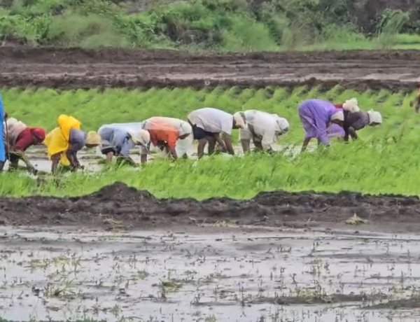 सिंधुदुर्गात ३५ वर्षांतील सर्वात कमी पाऊस;२९ टक्के तुटीमुळे बळीराजा चिंतेत