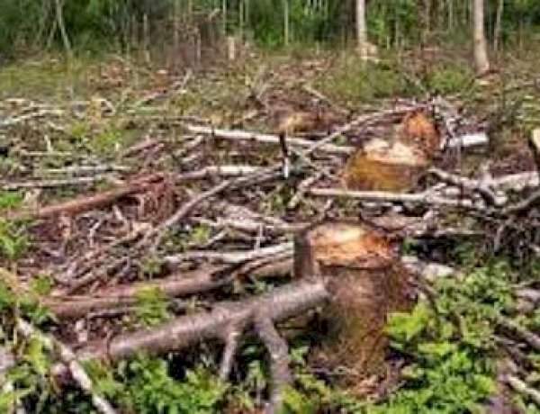 अवैध वृक्षतोडीच्या तक्रारींवर तातडीने कार्यवाही करा....जिल्हास्तरीय नियंत्रण समिती व सावंतवाडी-दोडामार्ग टास्क फोर्सच्या बैठकीत निर्देश