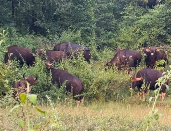 सावंतवाडीत पुन्हा गव्यांचा वावर......माजगाव-मोरडोंगरीत नागरिकांमध्ये भीतीचे वातावरण