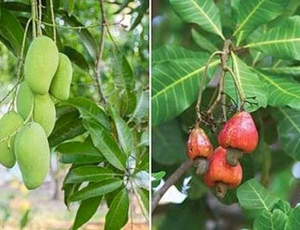हवामान बदलाचा फटका.....आंबा-काजू बागांचे कीड व रोगांपासून रक्षण करण्यासाठी कृषी विद्यापीठाचे आवाहन
