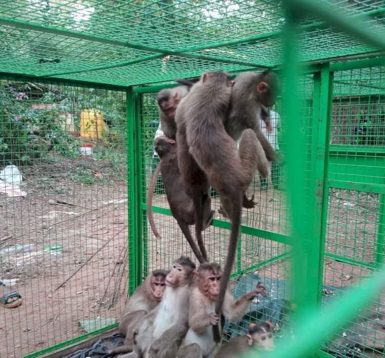 सावंतवाडी वनविभागाच्या वतीने वन्यप्राणी वानर-माकड यांच्यामुळे होणारा उपद्रव टाळण्यासाठी विविध उपाययोजना.