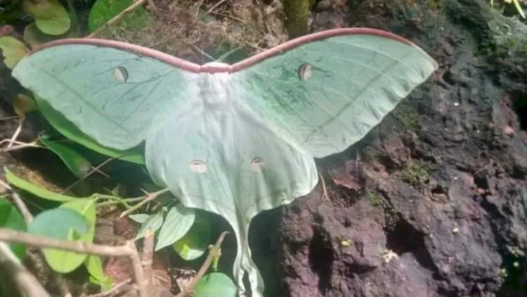 लांजा तालुक्यात साटवली येथे आढळले अमेरिकन फुलपाखरू.