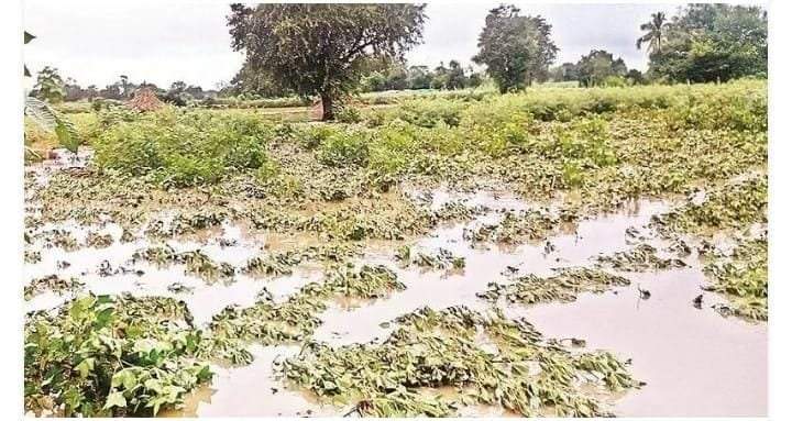 वैभववाडी तालुक्यात ओला दुष्काळ जाहिर करा  मनसे वैभववाडी तालुका अध्यक्ष महेश कदम यांची तहसीलदार यांच्या कडे मागणी