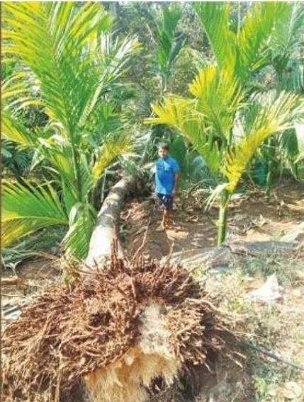 दोडामार्ग येथील केर येथे हत्तींकडून माड, सुपारी, केळी बागांचे नुकसान