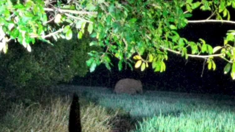 आंबोली जकातवाडी येथे आढळून आला एक हत्ती