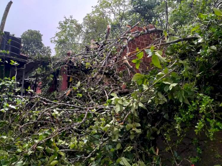 वेंगुर्ला परुळे येथे वडाचे झाड पडून घराचे नुकसान