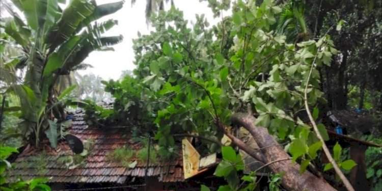 चराठा तळखांबवाडी येथे वादळी पावसामुळे दोन घरांवर सागाचे झाड कोसळले