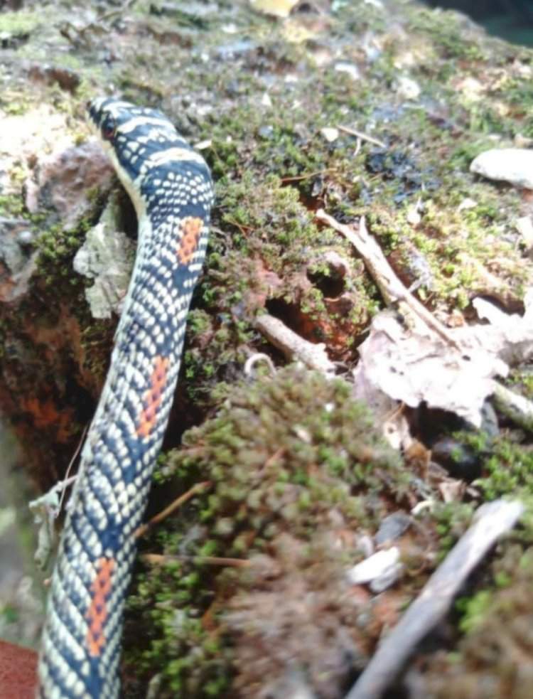 झोळंबे गावात आढळला दुर्मिळ 'फ्लायिंग स्नेक'