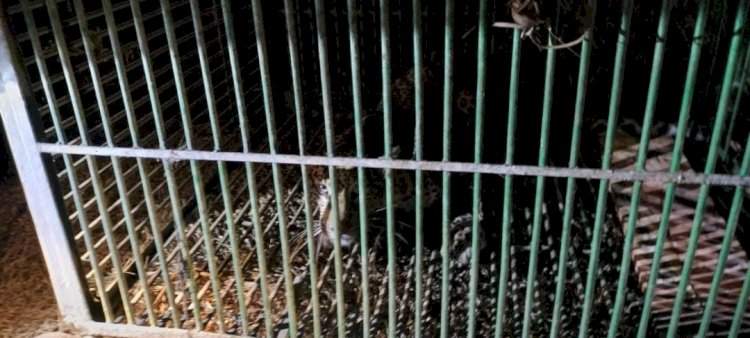 कास दाभाळवाडीत वनविभागाकडून बिबट्या जेरबंद