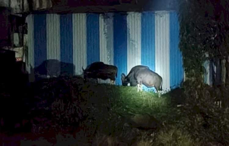 सावंतवाडी शहरात गव्यांचे दर्शन