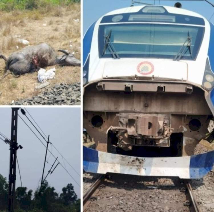 वंदेभारत एक्स्प्रेसची गुरांना धडक