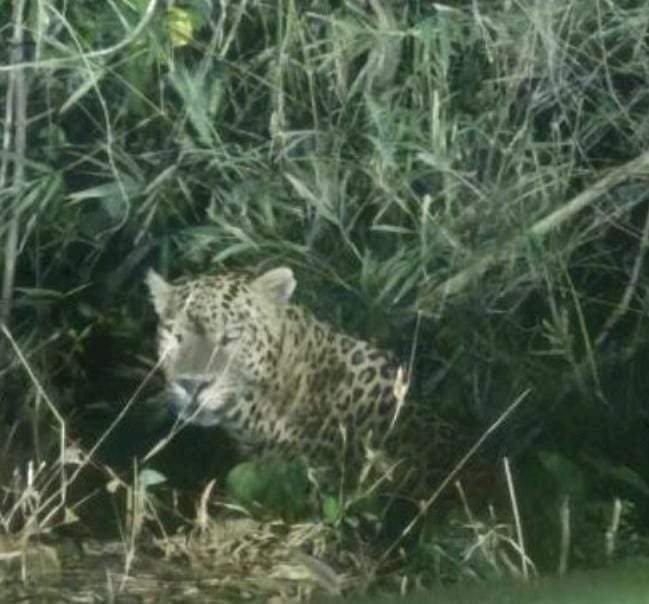 हनुमंत गडावर बिबट्याचे दर्शन, परिसरात भीतीचे वातावरण