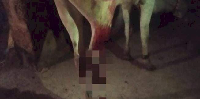 वाफोली - इन्सुली सीमेवर मगरीच्या हल्ल्यात बैल जखमी.....योग्य तो बंदोबस्त करण्याची ग्रामस्थांची मागणी