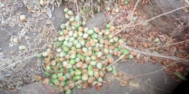 देवगड सौंदाळे सडा परिसरात आग!...आंबा बागायतदारांचे मोठे नुकसान