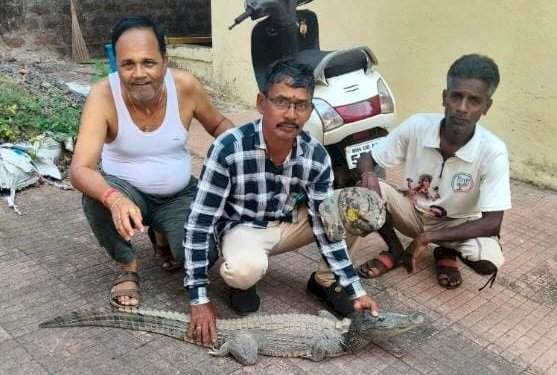 मळगाव येथे अंगणात आढळली ४ फूट लांबीची मगर