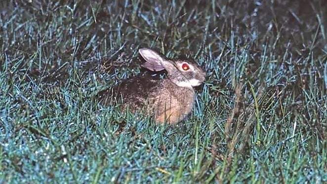 तब्बल ४० वर्षांनंतर दिसला दुर्मीळ 'हैनान ससा'