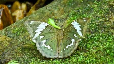 नवीन फुलपाखराचा शोध 