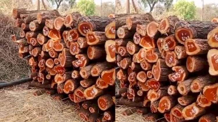 सोनुर्लीत सात ते आठ लाखांचा बेकायदेशीर खैर साठा जप्त