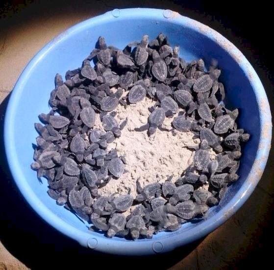 वायरी भूतनाथ किनाऱ्यावर ९५ कासव पिल्लांचा जन्म