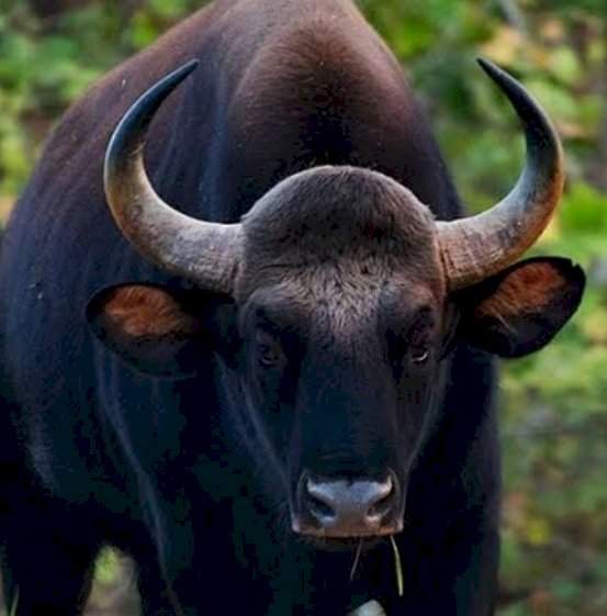 चालत्या अल्टो कारला गवा रेड्याची धडक.....महिला जखमी