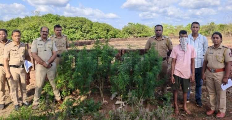 देवगड तालुक्यात गांजा लागवडीविरोधात पोलिसांची धडक कारवाई