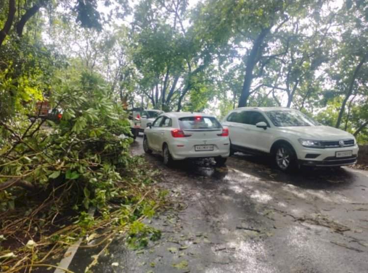 आंबोली घाटात वादळी पावसामुळे तीन झाडे उन्मळून पडली....पोलिसांच्या तत्परतेमुळे पर्यटकांची वाहतूक कोंडीतून सुटका