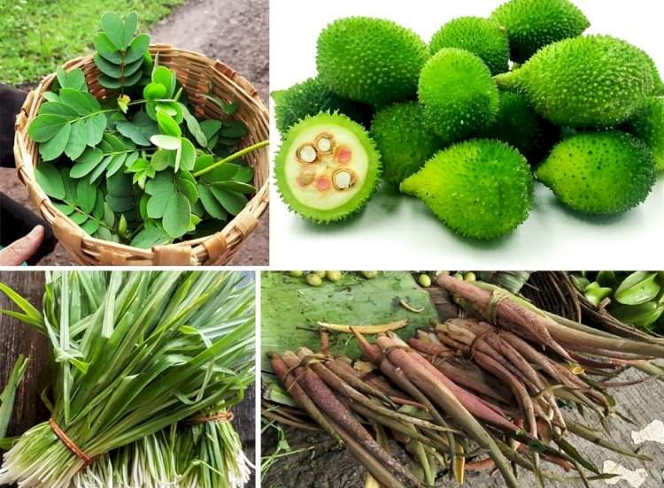 सावंतवाडीत आजपासून रानभाज्या महोत्सव