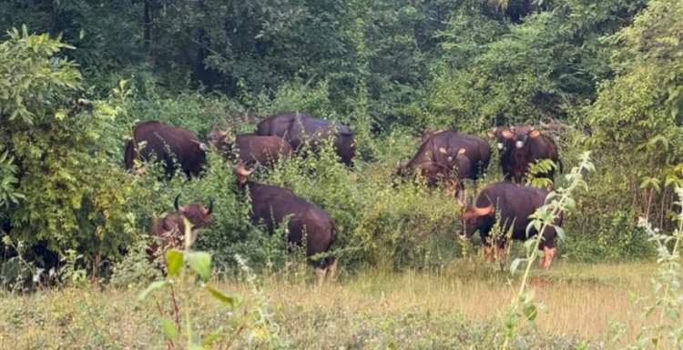सावंतवाडीत पुन्हा गव्यांचा वावर......माजगाव-मोरडोंगरीत नागरिकांमध्ये भीतीचे वातावरण