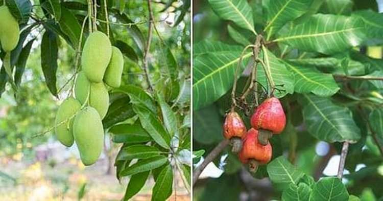 हवामान बदलाचा फटका.....आंबा-काजू बागांचे कीड व रोगांपासून रक्षण करण्यासाठी कृषी विद्यापीठाचे आवाहन